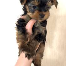 Йоркширский терьер, в Москве