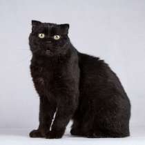 Чёрный вислоухий красавец кот Фауст, в Москве