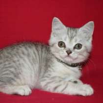 британские котята ШОУ-класса, в Санкт-Петербурге