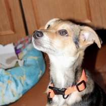 ЖУЧОК ЖДЕТ СВОЮ СЕМЬЮ, в г.Минск