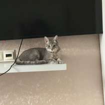 Отдам котенку(девочка) в очень добрые руки, в Одинцово