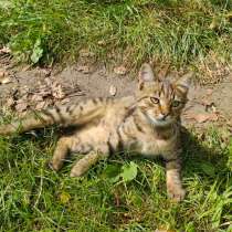 Котята срочно ищут дом, в г.Минск