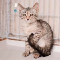 Нежная котенок Принцесса - ищет дом, в Москве