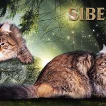 Сибирские котята, в Смоленске