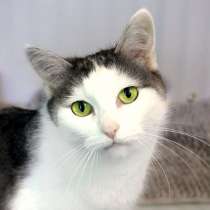 Внимательная Мурыся ждёт встречи с родственной душой, в Москве