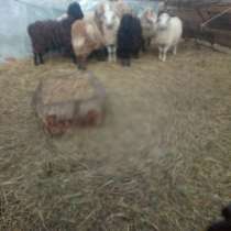 Продам овец, в Челябинске