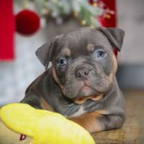 Девочка американского булли, в Новосибирске