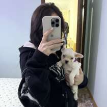 Продаю щенка французского бульдога ! 1 месяц, в г.Тбилиси