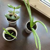 Алоэ вера, толстянка, в Москве