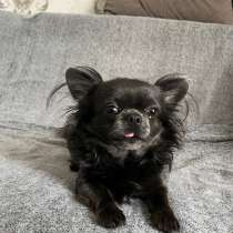 Собака для случки, в Темрюке