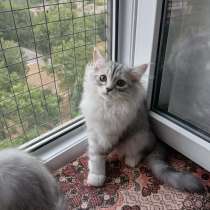 Сибирские котята, в г.Бендеры