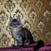 Свободны шикарные котята мэйн-куны редких окрасов, в Москве