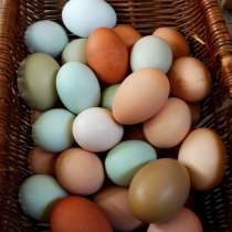 Домашние яйца, в Подольске