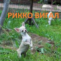 Породные красивые щенки чихуахуа из проверенного питомника, в Москве