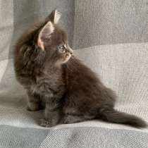 Мейн Кун, в Москве