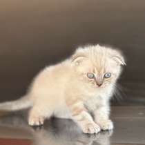 Кошка, в Грозном