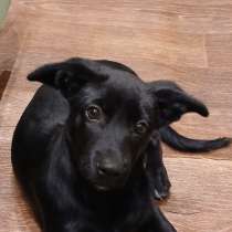 Собачка, в Орске