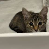 Котенок девочка, в добрые руки, в Новосибирске