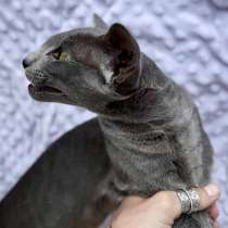 Ориентальная кошечка, в Анапе