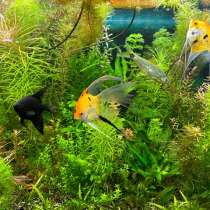 Аквариумные растения и редкие Скалярии, в Санкт-Петербурге