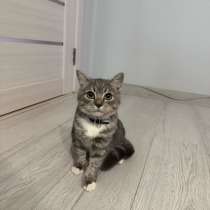Шотландский котёнок, в Краснодаре