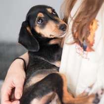 Зиппи ищет своего человека, в Москве