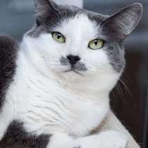 Ласковая и спокойная кошечка Василиса в дар, в Москве