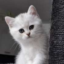 Британские котята, в г.Билефельд