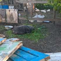 Вьетнамские вислобрюхие молодые свиньи, в Донецке