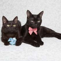 Две черные пантеры в добрые руки, в Москве