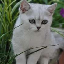Британский котенок редкого окраса, в Краснодаре