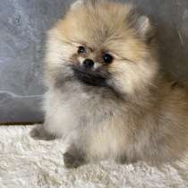 Pomeranian mini spitz girl, в г.Ницца