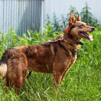 Рыжая Лиса &mdash; миниатюрная метис овчарки в дар, в Москве