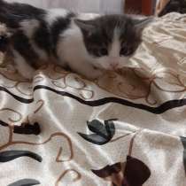 Отдам в добрые руки котят, в Москве