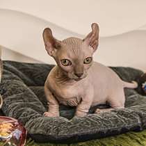 Мальчик Двэльф Male dwelf rare Lilak color, в Москве