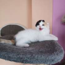 Кошка Пирсея от питомника, в г.Алматы