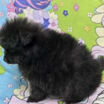 Продам щенков померанский шпиц, в Пензе