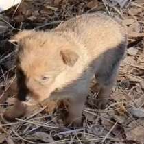Щенки в добрые руки, в Чите