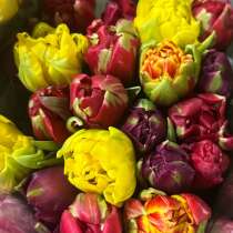 Тюльпан на 8 марта, в Саратове