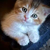 Шотландские котята, в Москве