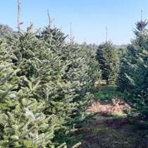 ЕЛКИ ЖИВЫЕ, в Москве