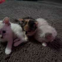 Котята, в Белово