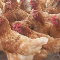 Куры несушки, в Сальске