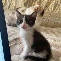Котёнок, в Уфе
