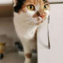 КОШКА МИРОЧКА В ДАР! ИЩЕТ ДОМ!, в г.Минск