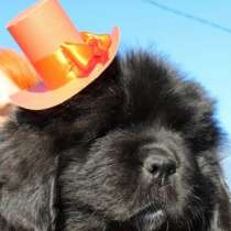 Щенки ньюфаундленда США-Франция&ndash;Дания!, в Санкт-Петербурге