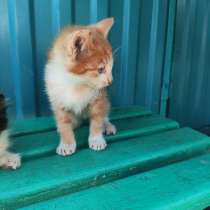 Отдадим котят в добрые руки (мама мышеловка) Котятам 2 меся, в Янауле