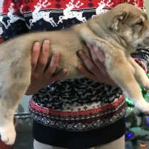 Щенки Среднеазиатской овчарки (Алабая), в Пензе