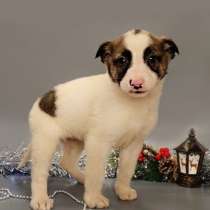 7 очаровательных щенят в дар, в Москве