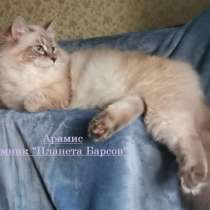 Продажа невских маскардных котят (питомник Планета Барсов), в Москве